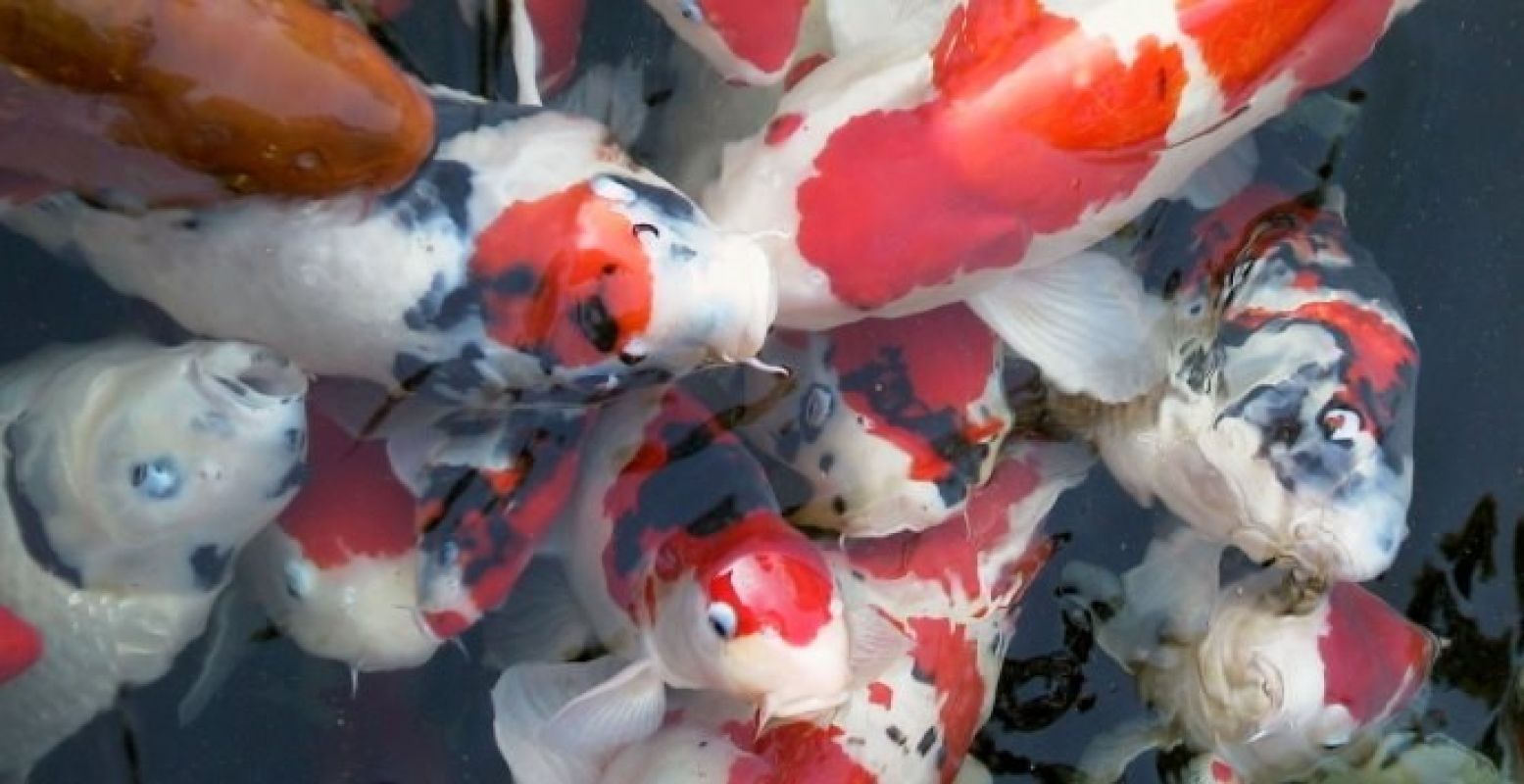 Leer alles over de kleurrijke Japanse vis! Foto: Holland Koi Show