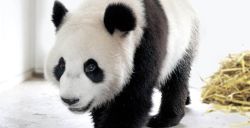 Reuzenpanda's Xing Ya en Wu Wen spelen in dierentuin