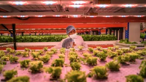 Welke reis maakt je eten? De voedselindustrie in beeld Bekijk elk onderdeel van onze voedselsystemen. Foto: Kadir van Lohuizen / NOOR Images