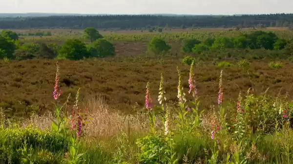 Uitzicht over de Sallandse Heuvelrug | Foto ge&uuml;pload door gebruiker Staatsbosbeheer.