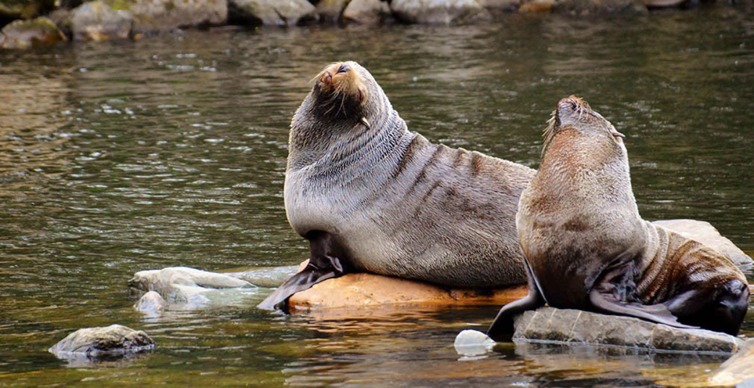 De dieren in AquaZoo Friesland sluiten hun ogen voor kerst. Zij geven ook geen moer om de feestdagen. Heerlijk. Foto: Roos Velting.