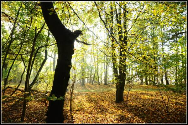 Excursie: Het ontwaken van de natuur op de Sint-Pietersberg Excursie: Het ontwaken van de natuur op de Sint-Pietersberg | Foto ge&uuml;pload door gebruiker Natuurmonumenten.