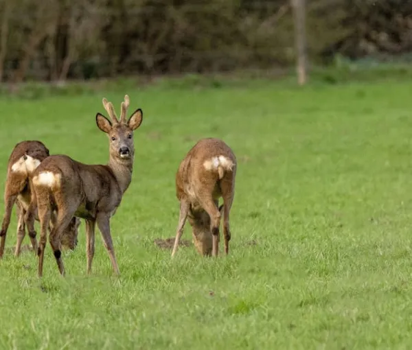 Midzomeravondwandeling Foto ge&uuml;pload door gebruiker Geldersch Landschap en Kasteelen
