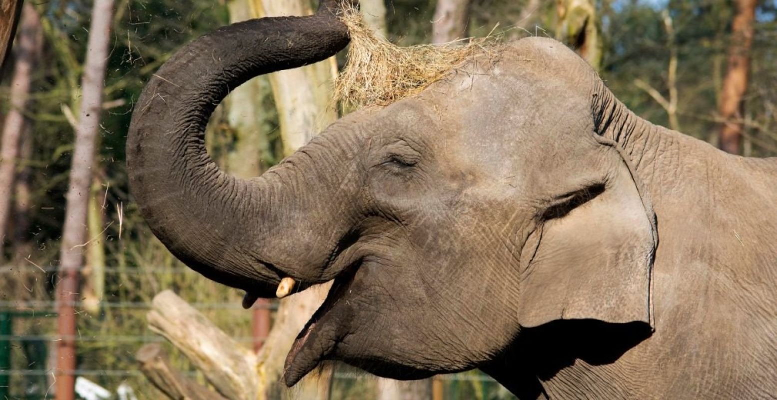 Het babyolifantje wordt geboren rondom april. Foto: DierenPark Amersfoort