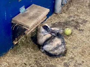 Van grote boerderijdieren tot kleine knaagdieren. Foto: Nieuw Rotsoord © Marit Overbeek