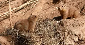 Aapjes kijken in het Noorden De meningen over WILDLANDS Adventure Zoo Emmen zijn verdeeld. Wij bezochten het park vlak na de opening. Lees  wat wij van WILDLANDS vonden . Foto: DagjeWeg.NL.