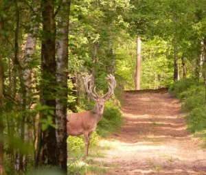 Verborgen verleden Foto geüpload door gebruiker Geldersch Landschap en Kasteelen