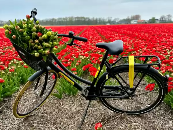 De Tulpen Tours zijn een echt tulpenfeestje. Foto: Dutch Experience Tour © Irene Kraak