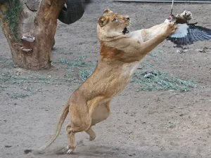 Spectaculair: de diervriendelijke demonstraties met roofvogels. Foto: Dierenpark Hoenderdaell