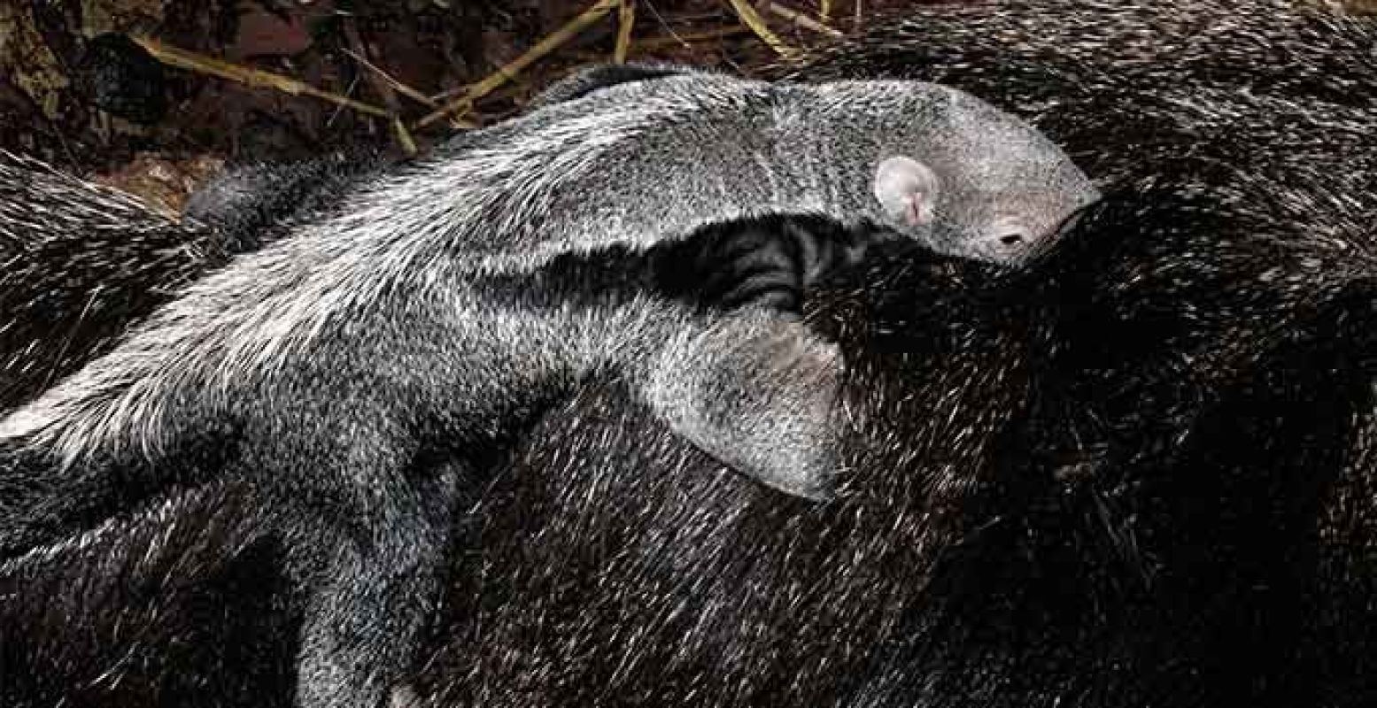 Miereneter op de rug van zijn moeder. Foto: Artis