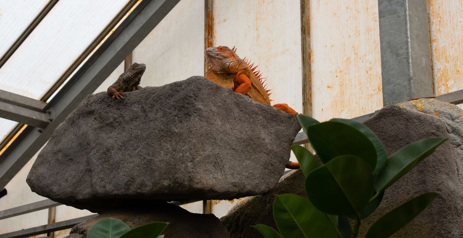 Als koningen van de jungle kijken de leguanen vanaf hun hoge rots uit over de vlindertuin. Foto: DagjeWeg.NL