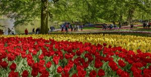Over de foto: Volop Flower Power in Keukenhof! Het wereldberoemde bloemenparadijs is dit jaar voor de zeventigste keer open. Foto: Keukenhof. Volop Flower Power in Keukenhof! Het wereldberoemde bloemenparadijs is dit jaar voor de zeventigste keer open. Foto: Keukenhof.