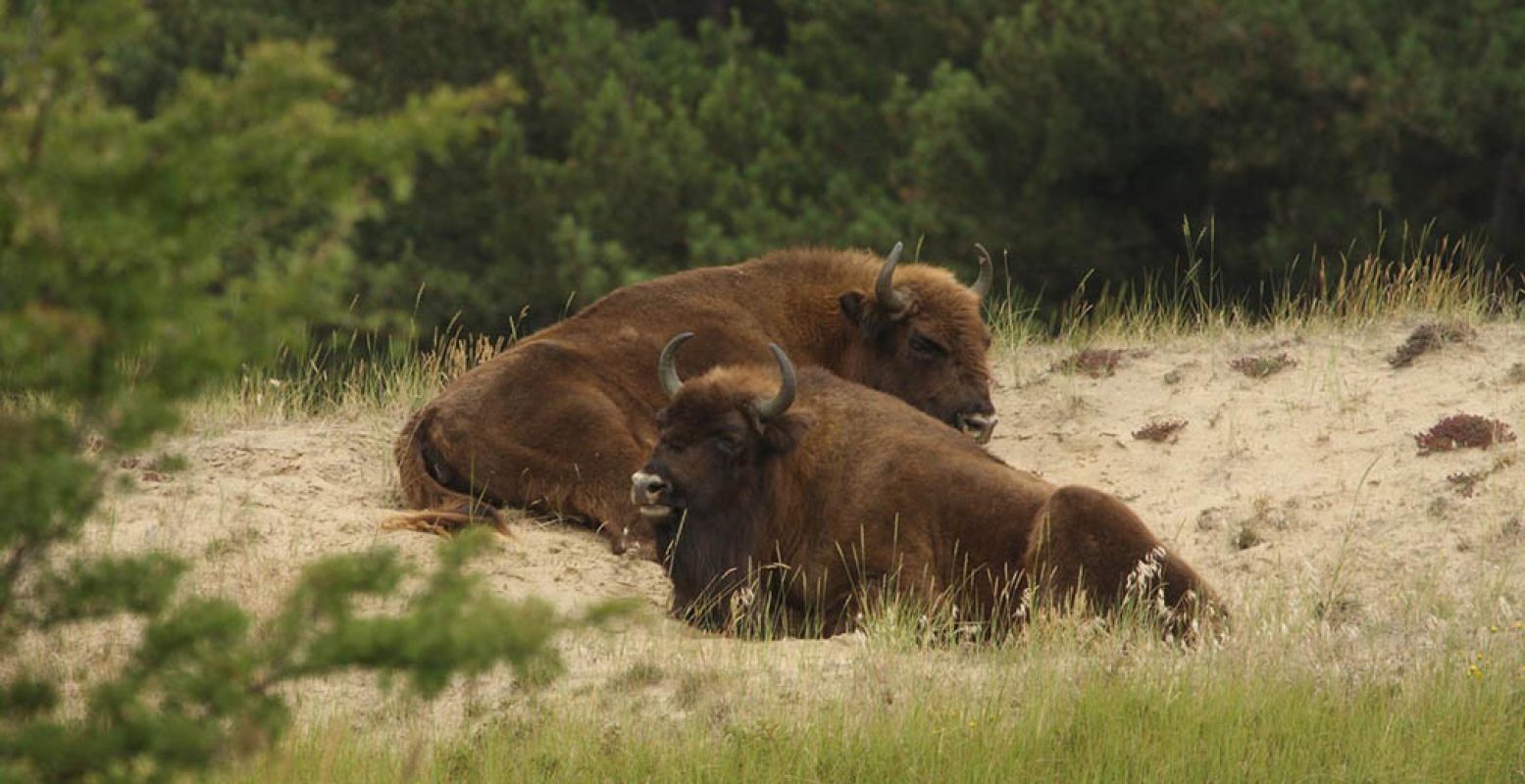 Twee wisenten rusten uit op een heuvel in het wild. © Leo Linnartz.