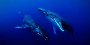 Film Sounds of the Ocean Foto: Sounds of the Ocean - an Embodied Sounds production