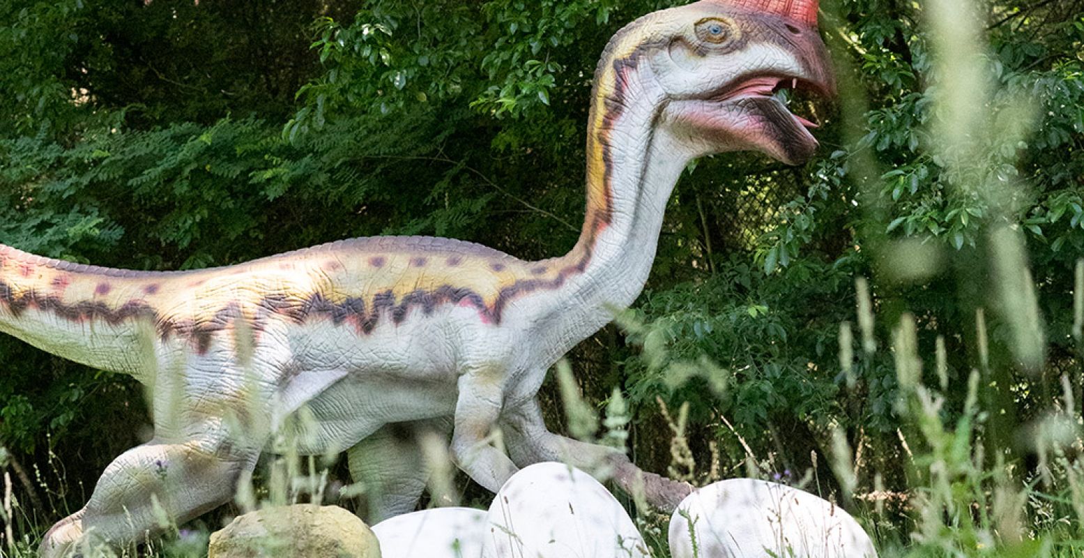 Pas op: gevaar! Een moeder die haar eieren verdedigt. Foto: Dinopark Vliegveld Twente