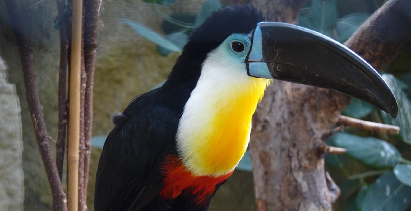 Bekijk exotische beesten van heel dichtbij, zoals deze kleurige toekan. Foto: Berkenhof Tropical Zoo.