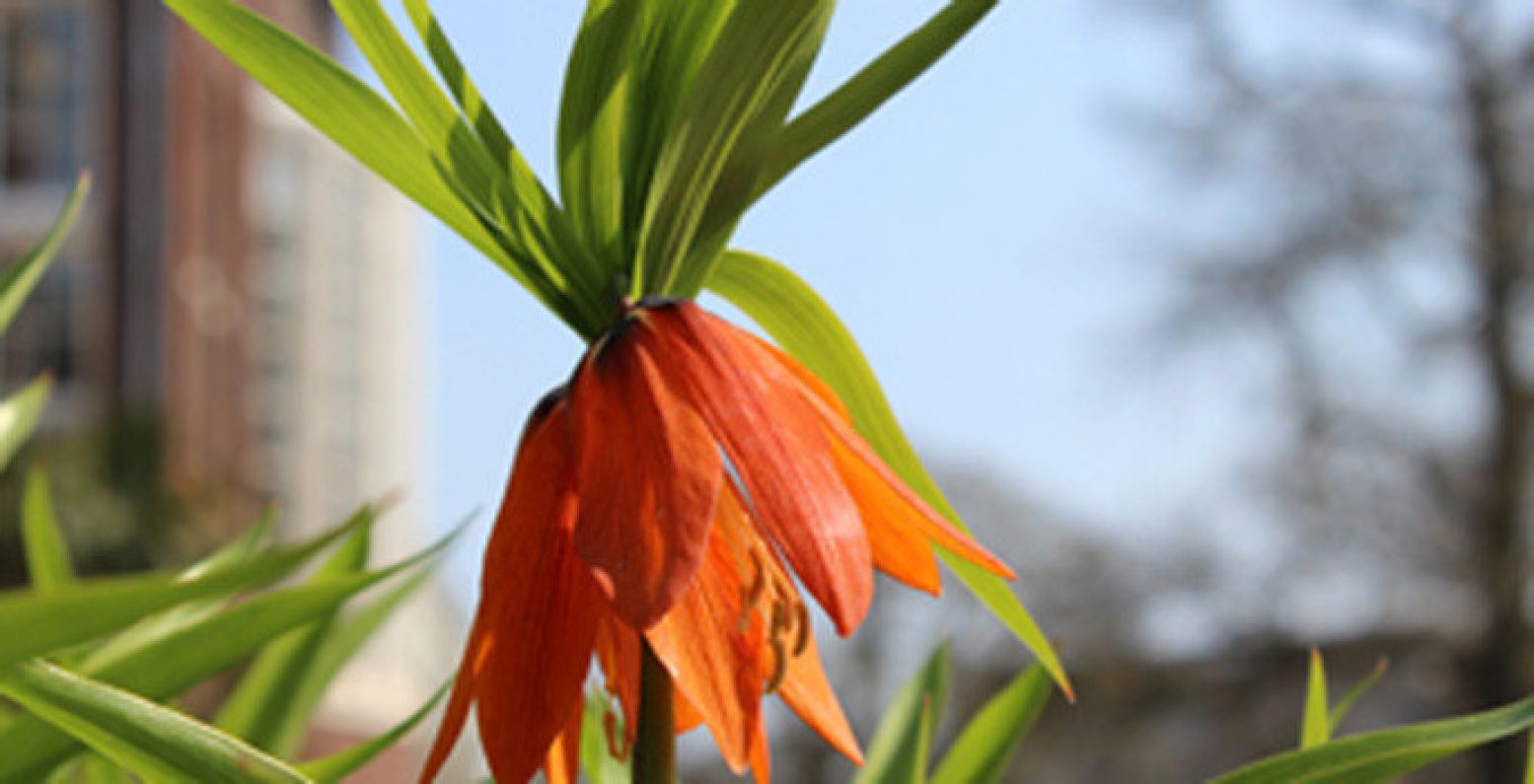 Foto van een keizerskroon. Foto: Hortus Botanicus Amsterdam