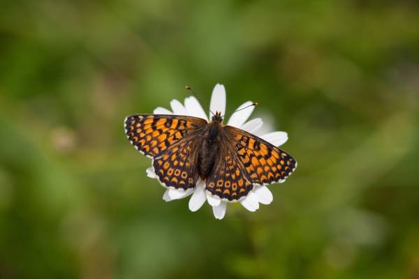 Op zoek naar vlinders op de Sint-Pietersberg Op zoek naar vlinders op de Sint-Pietersberg | Foto ge&uuml;pload door gebruiker Natuurmonumenten.
