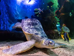 Spot de zeeschildpad. Foto: SEA LIFE / Silke, Zidis