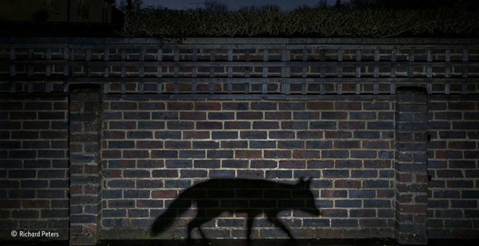 Foto: © Richard Peters (United Kingdom) Shadow walker. Wildlife Photographer of the Year 2015.