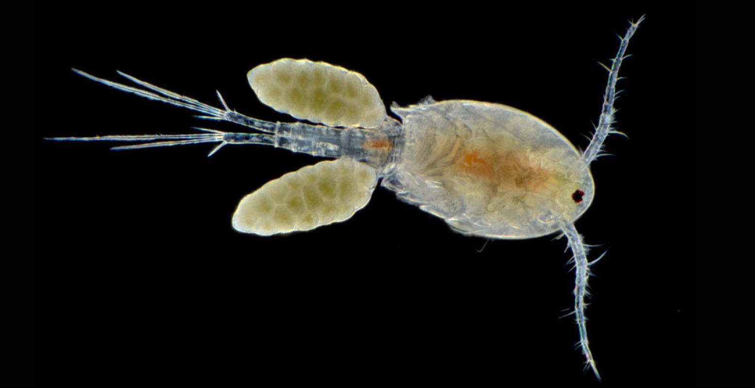 ARTIS-Micropia presenteert de Microlympics. Roeipootkreeftje. Foto Wim van Egmond