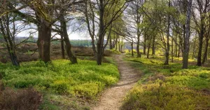 Zwerftocht: Beken, bos en hei van de Veluwezoom Zwerftocht: Beken, bos en hei van de Veluwezoom | Foto geüpload door gebruiker Natuurmonumenten.