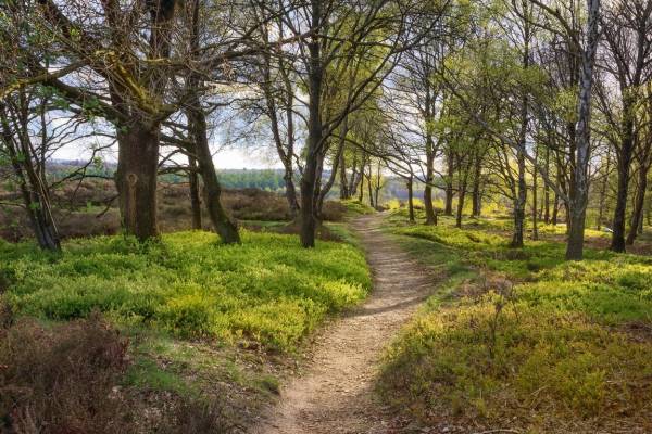 Met de gids op stap in Juni Met de gids op stap in Juni | Foto ge&uuml;pload door gebruiker Natuurmonumenten.