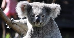 Eerste koala's in Nederland