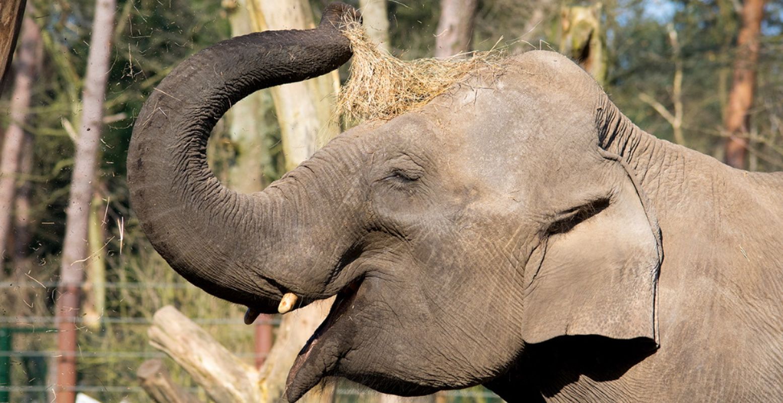 Olifant Indra. Foto: DierenPark Amersfoort.