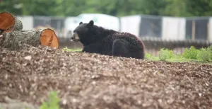 Slapen tussen wolven en beren in Pairi Daiza