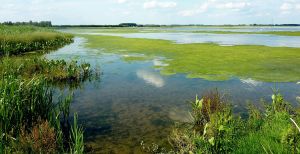 Over de foto: Nationaal Park De Biesbosch bestaat op 10 maart 2019 officieel 25 jaar. Foto: © Staatsbosbeheer. Nationaal Park De Biesbosch bestaat op 10 maart 2019 officieel 25 jaar. Foto: © Staatsbosbeheer.