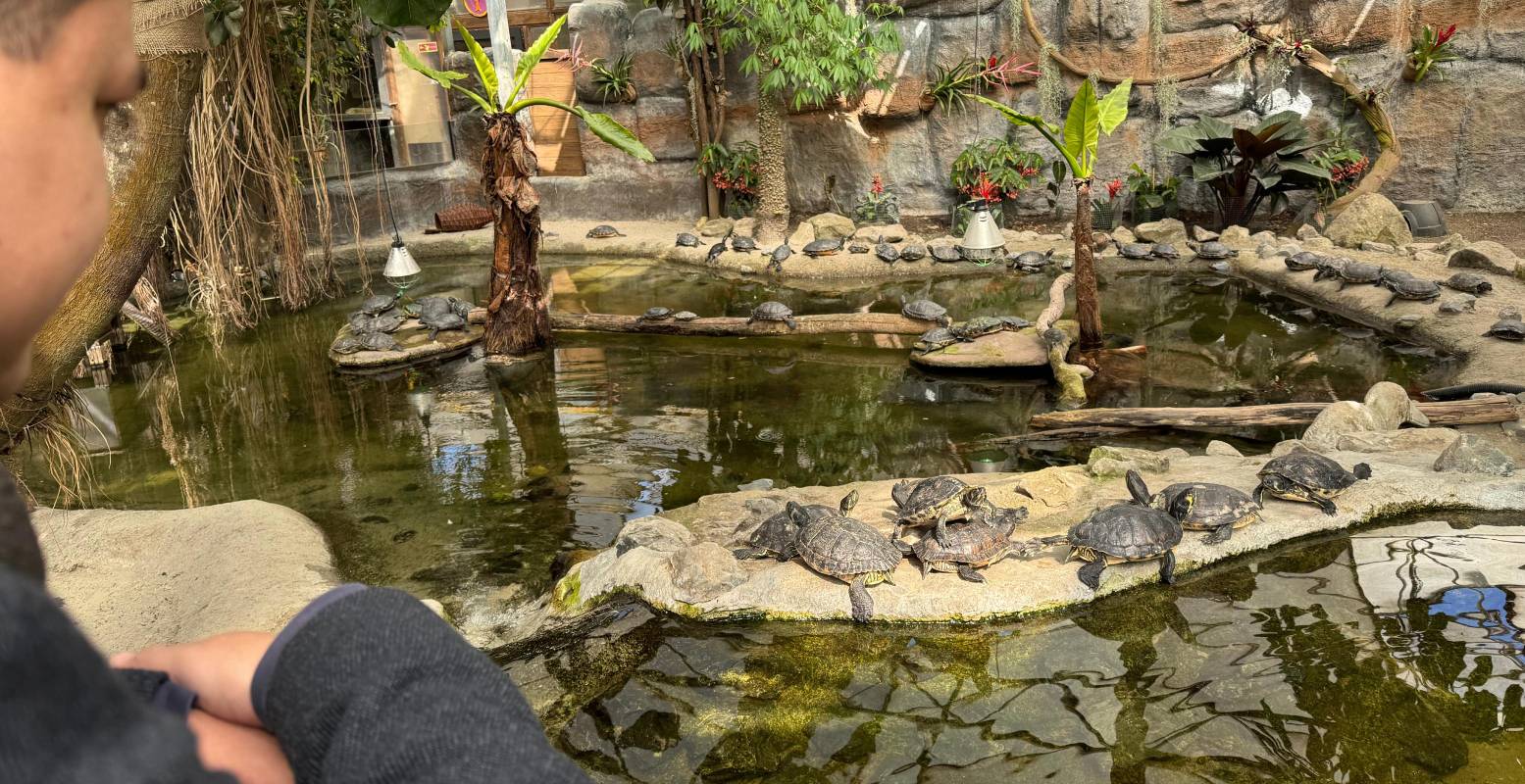 Bij de schildpadden kun je wel urenlang kijken. Foto: Jennifer Kapoen © DagjeWeg.NL