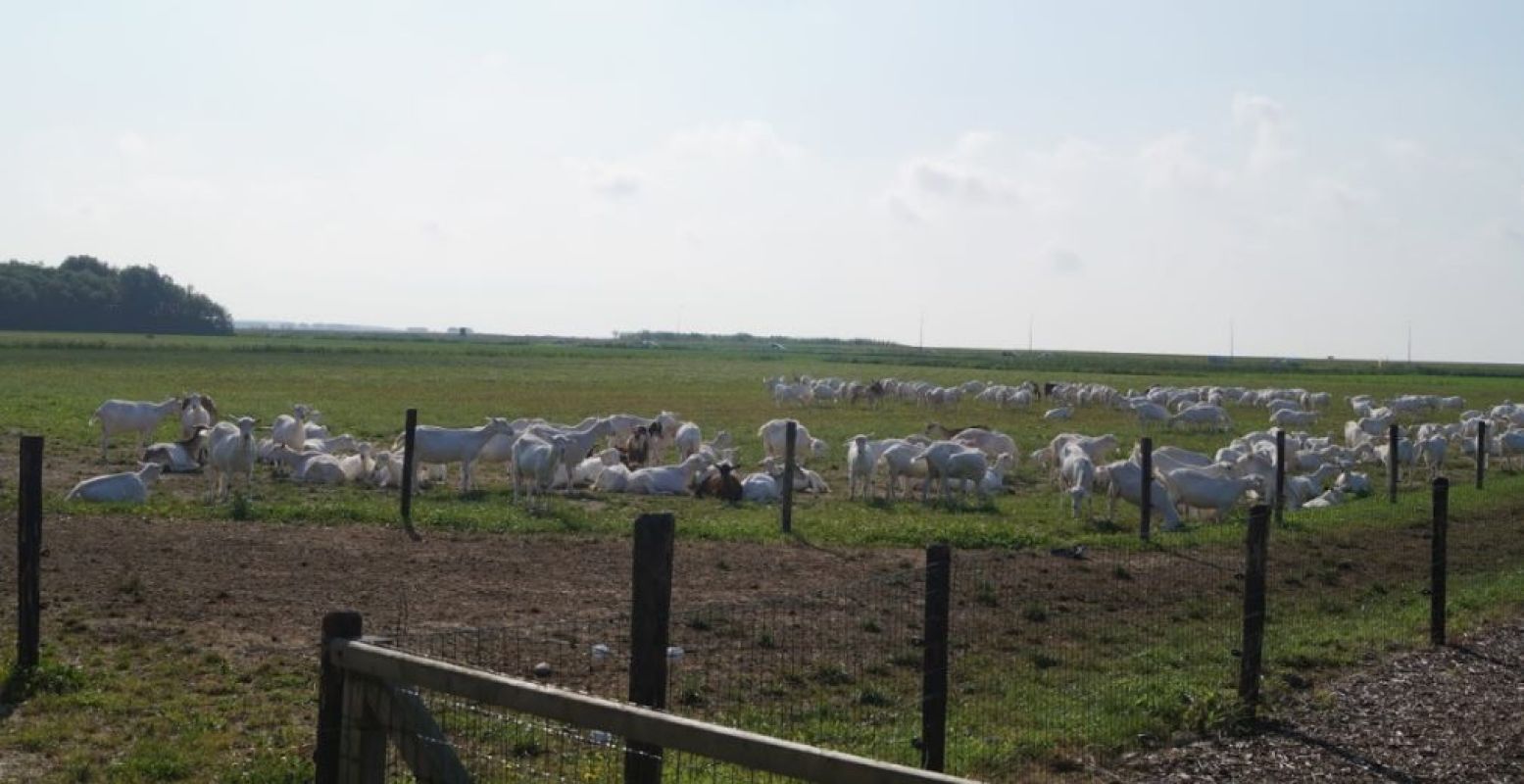 Dagje tussen de geiten op de Mèkkerstee. Foto: DagjeWeg.NL