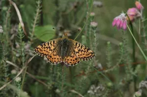 Fladderen met vlinders