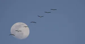 Volle maantocht Volle maantocht | Foto geüpload door gebruiker Natuurmonumenten.