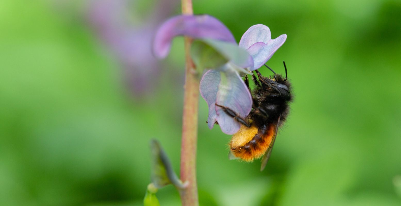 Wanneer je bijen telt tijdens de Nationale Bijentelling, help je ook mee bij de bescherming van wilde bijen in Nederland. Foto: © Tjomme Fernhout