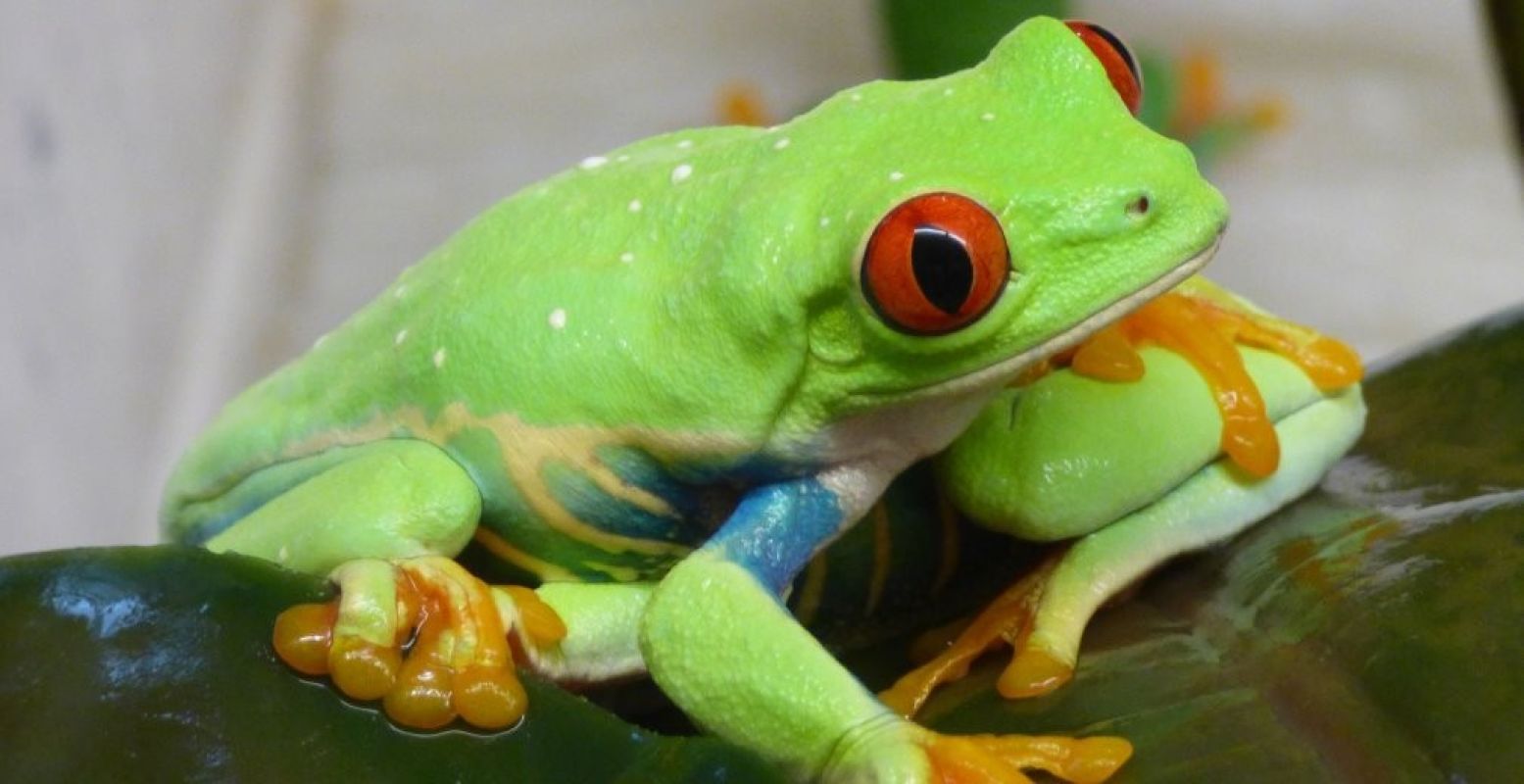 Bewonder de meest fascinerende reptielen in Reptielenzoo Iguana. Foto: Iguana.