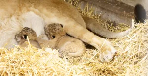 In deze 5 dierentuinen vind je jonge dieren