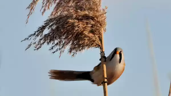 Avondwandeling Kleimeer Baardmannetje op rietstengel | Foto ge&uuml;pload door gebruiker Staatsbosbeheer.