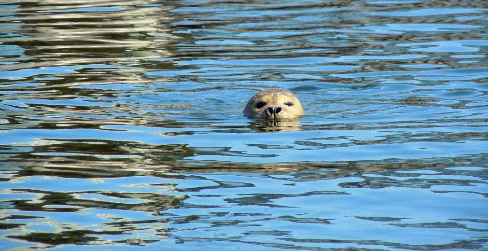 Misschien spot je wel een zeehond! Foto:  Pexels.com 