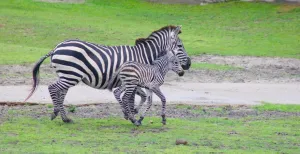 Babyboom in dierenparken