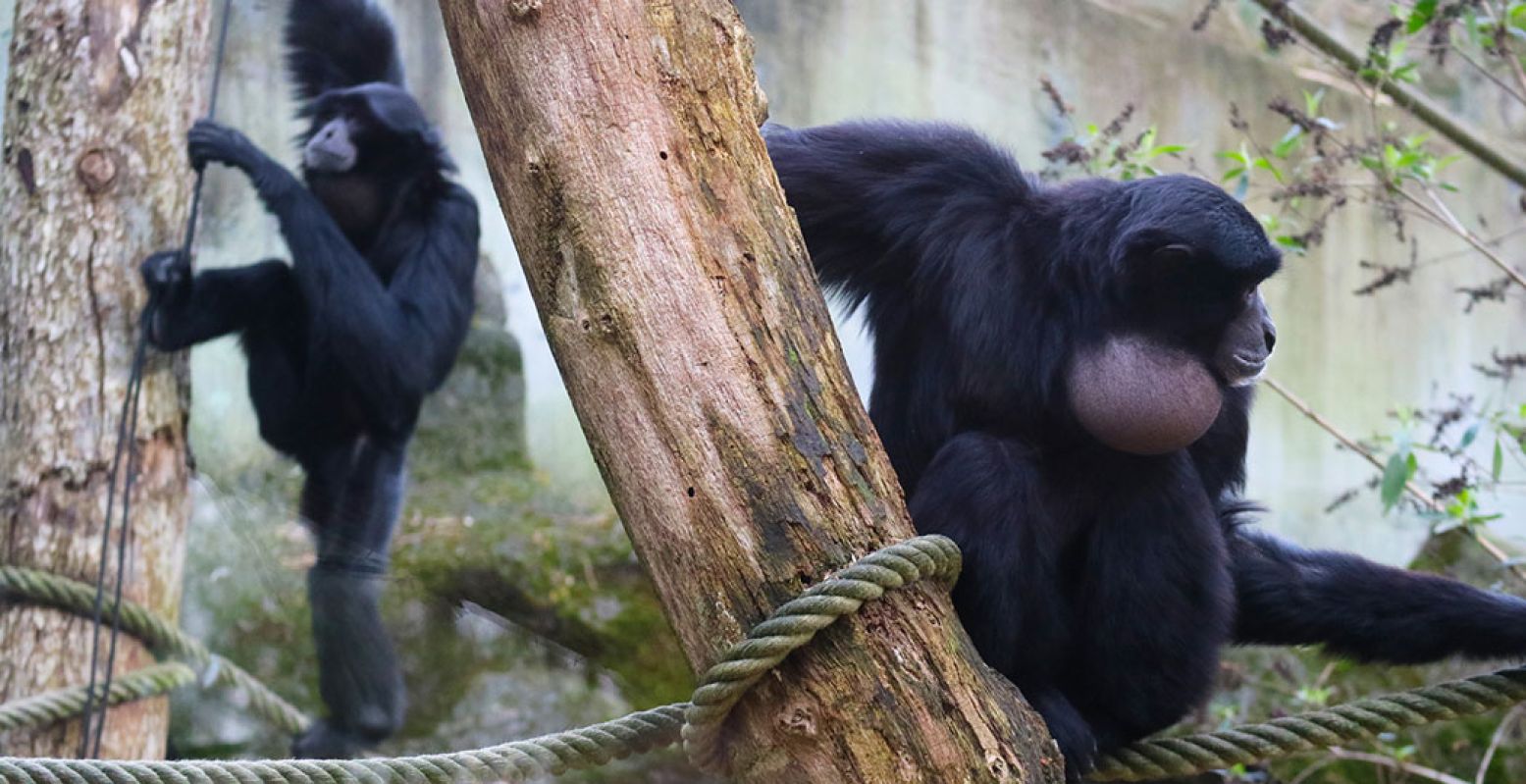 De siamangs Jackyll en Titus draaien hier nog wat om elkaar heen, maar het gezang verraadt dat het dikke mik is tussen de twee. Foto: DierenPark Amersfoort