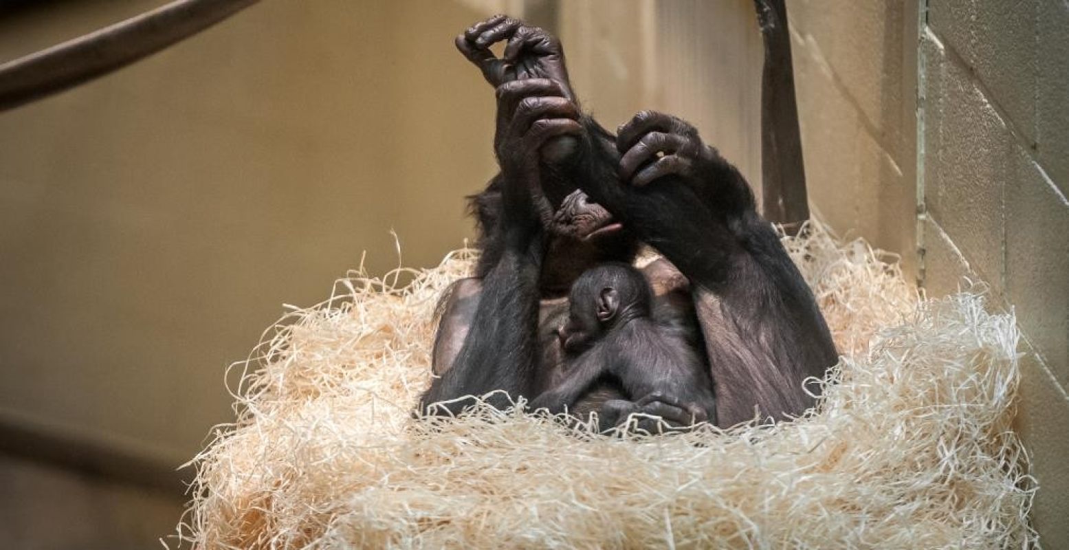 Een lief klein bonobo-aapje vastgeklampd aan z'n moeder. Foto: © Planckendael