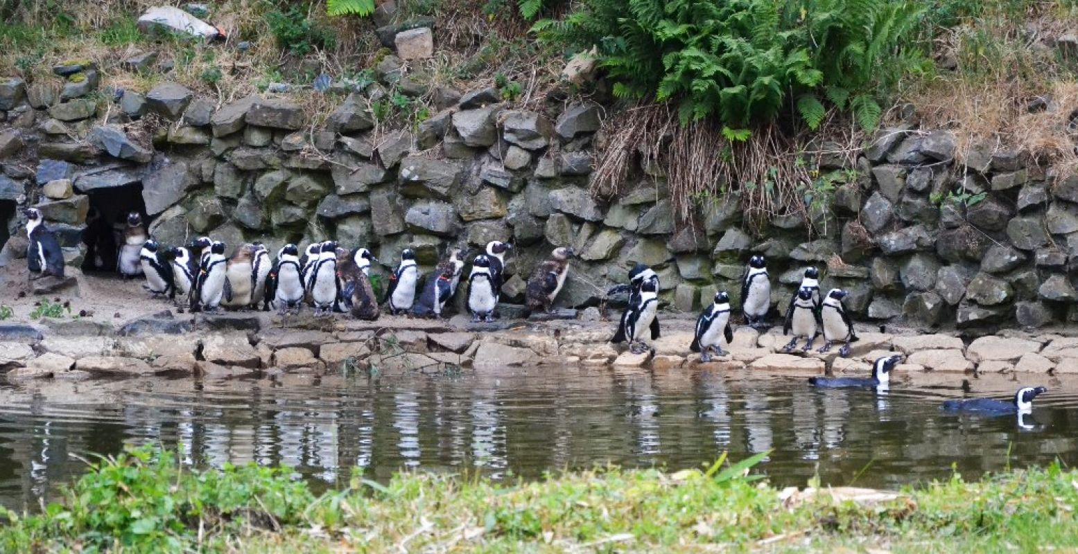 Pinguïns op hun nieuwe stekkie in Edge of Africa. Foto: Beekse Bergen