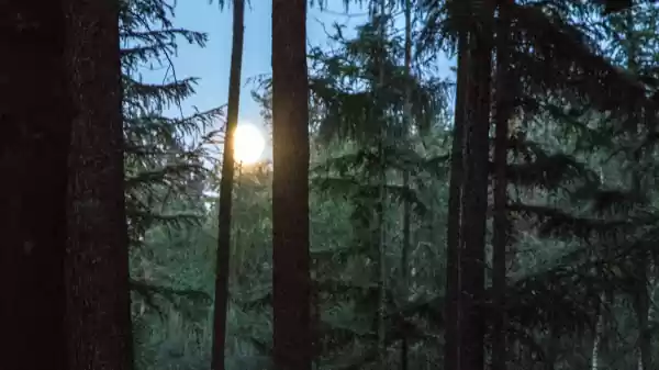 Volle maan schijnt tussen naaldbomen door | Foto ge&uuml;pload door gebruiker Staatsbosbeheer.