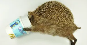 Deze dieren kregen een sterrenstatus na een bizarre dood Dit lieve egeltje vond zijn dood in een Mc-Flurry. Foto: Het Natuurhistorisch.