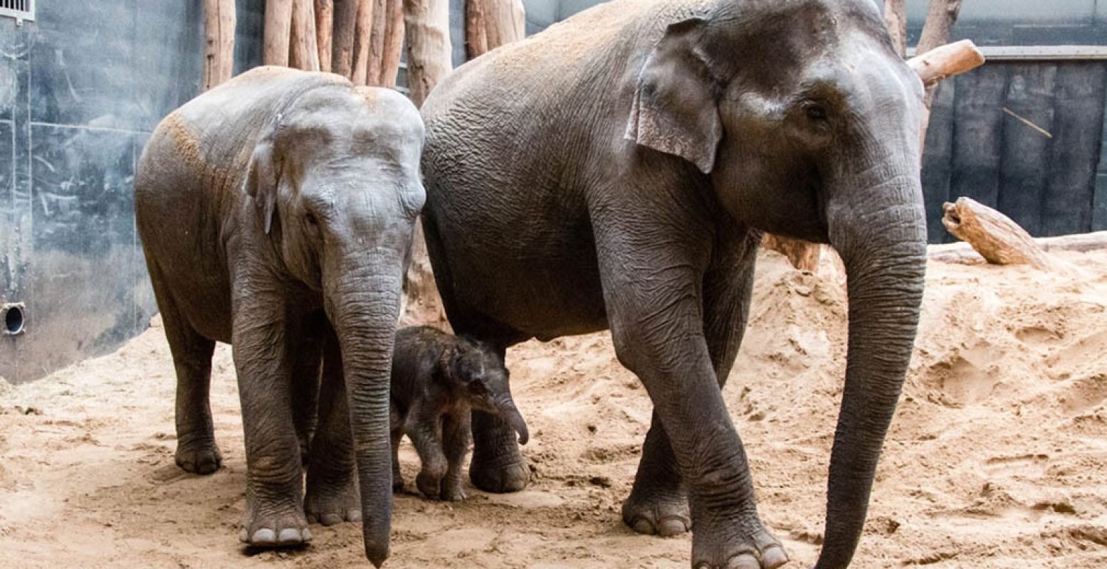 Het olifantje Yunha met haar moeder Indra en zus Kina. Foto: DierenPark Amersfoort.
