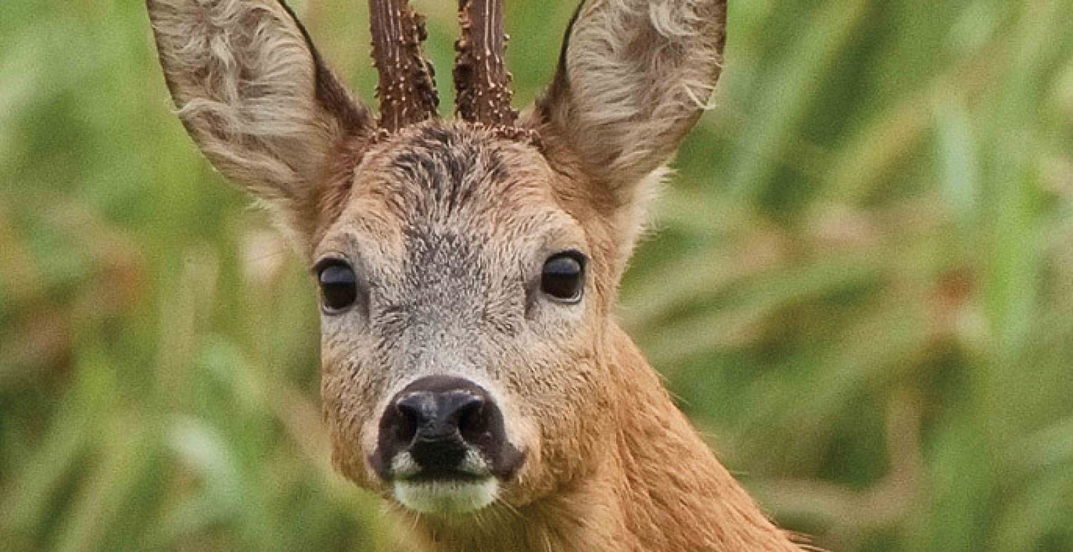 Oog in oog met een ree. Foto: Staatsbosbeheer