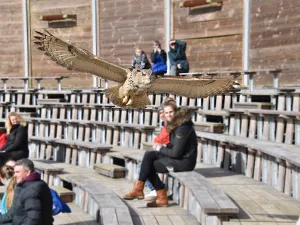 Spectaculair: de diervriendelijke demonstraties met roofvogels. Foto: Dierenpark Hoenderdaell