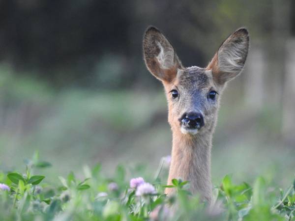 Op zoek naar de Ree Op zoek naar de Ree | Foto ge&uuml;pload door gebruiker Natuurmonumenten.